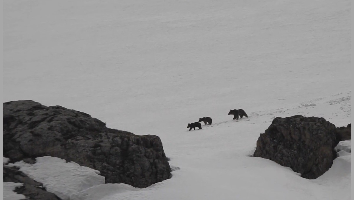 Erzincan'da kış uykusuna yatmayan anne ayı ve yavruları karlı arazide dolaşırken görüntülendi