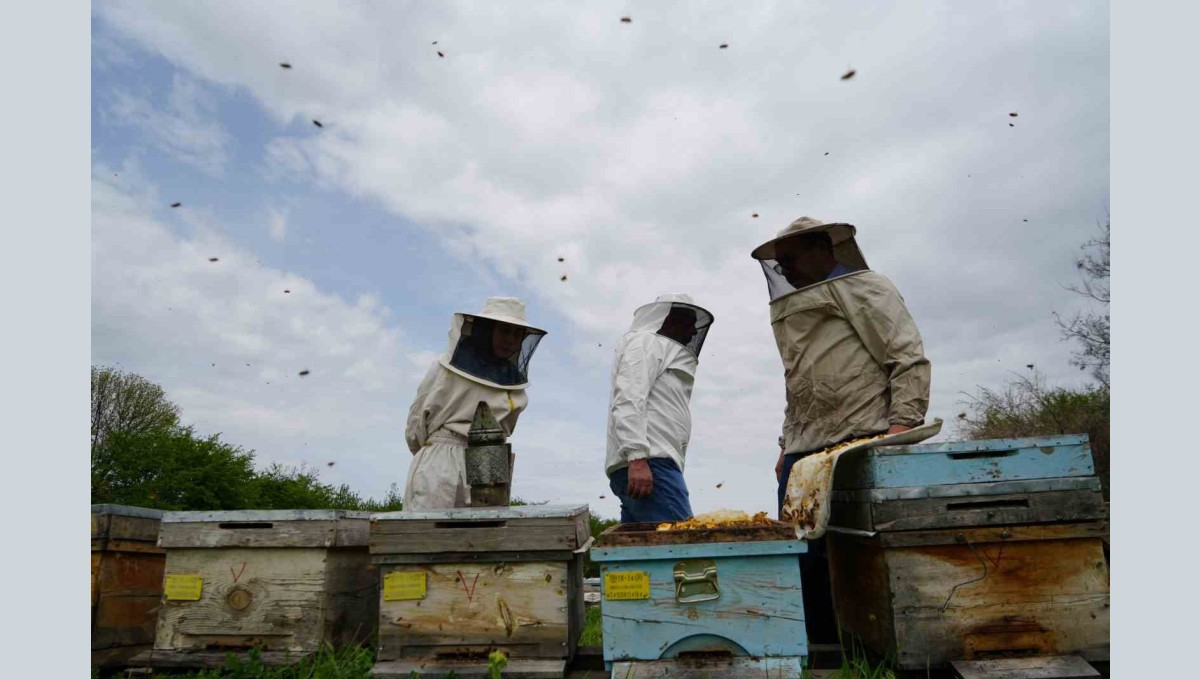 Erzincan'da kış uykusundan uyanan arılar yeni sezona hazırlanıyor