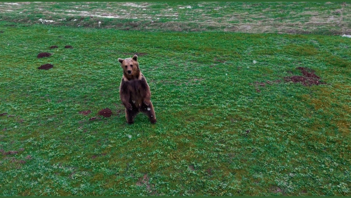 Erzincan'da kış uykusundan uyanan ayı havadan görüntülendi