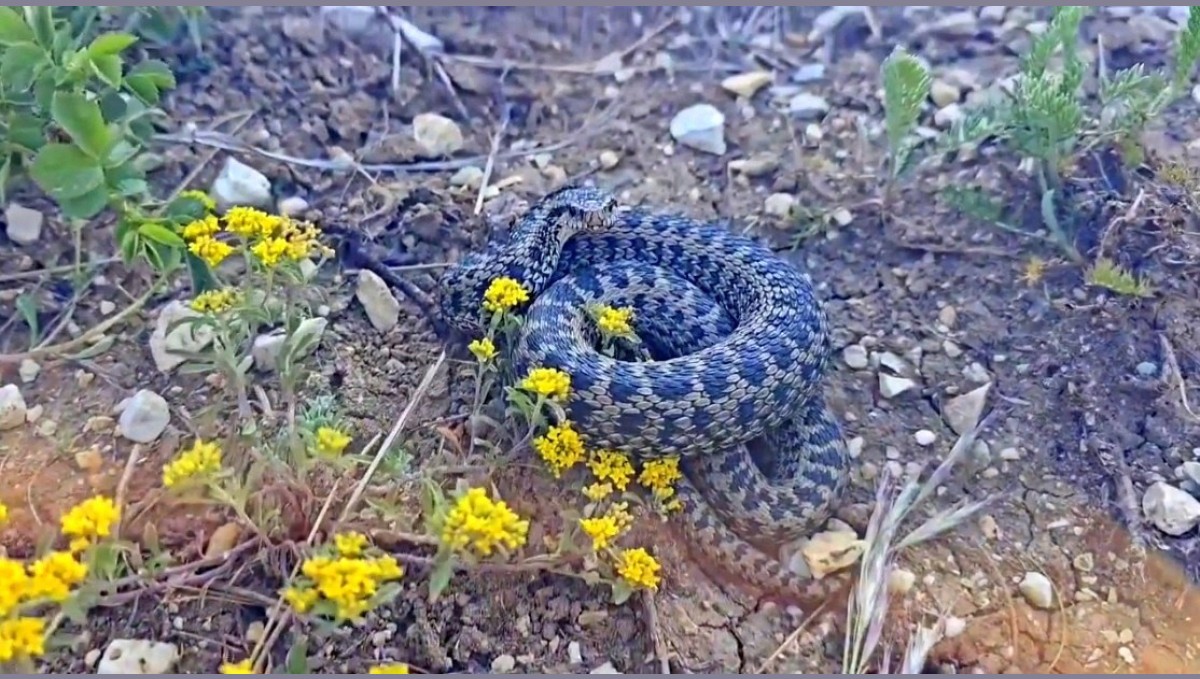 Erzincan'da koca engerek yılanı görüntülendi