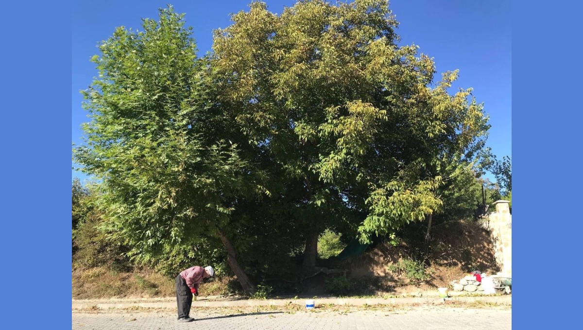 Erzincan'da köylülerin zorlu ceviz hasadı başladı