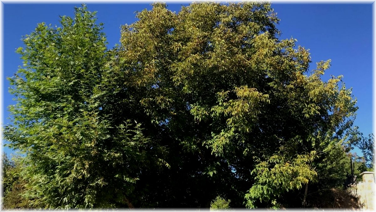 Erzincan'da köylülerin zorlu ceviz hasadı başladı