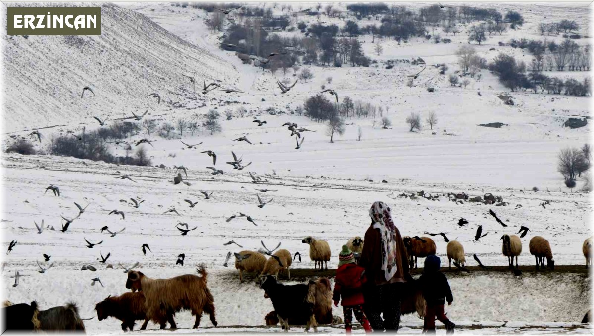 Erzincan'da 'Köyümde Yaşamak İçin Bir Sürü Nedenim Var' projesi ile 179 üretici hayvan varlığını artırdı