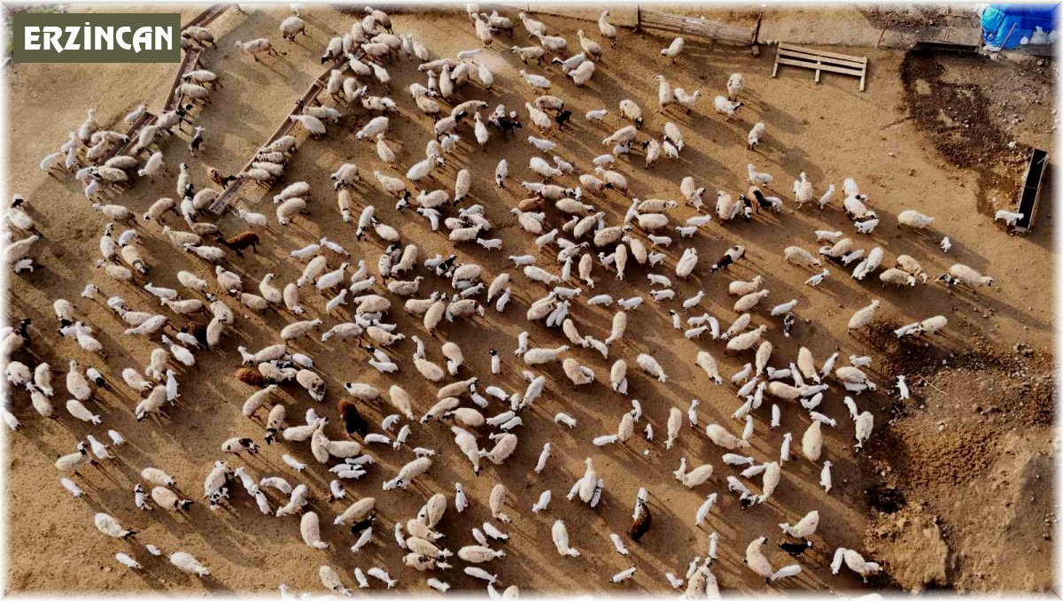 Erzincan'da koyun ve kuzuların coşkulu buluşması