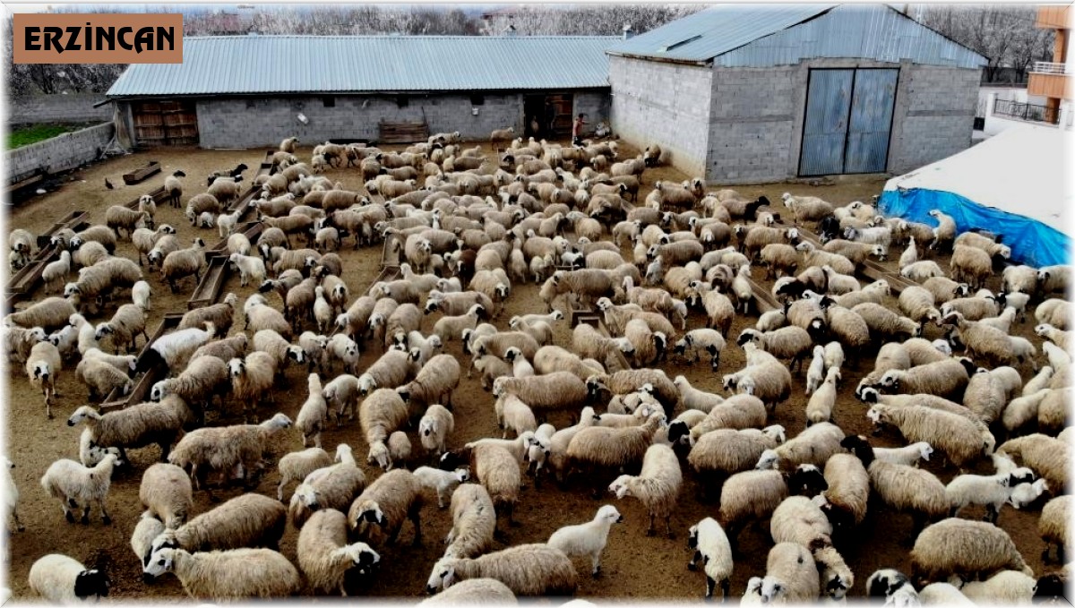 Erzincan'da küçükbaş hayvan varlığı yarım milyonu aştı