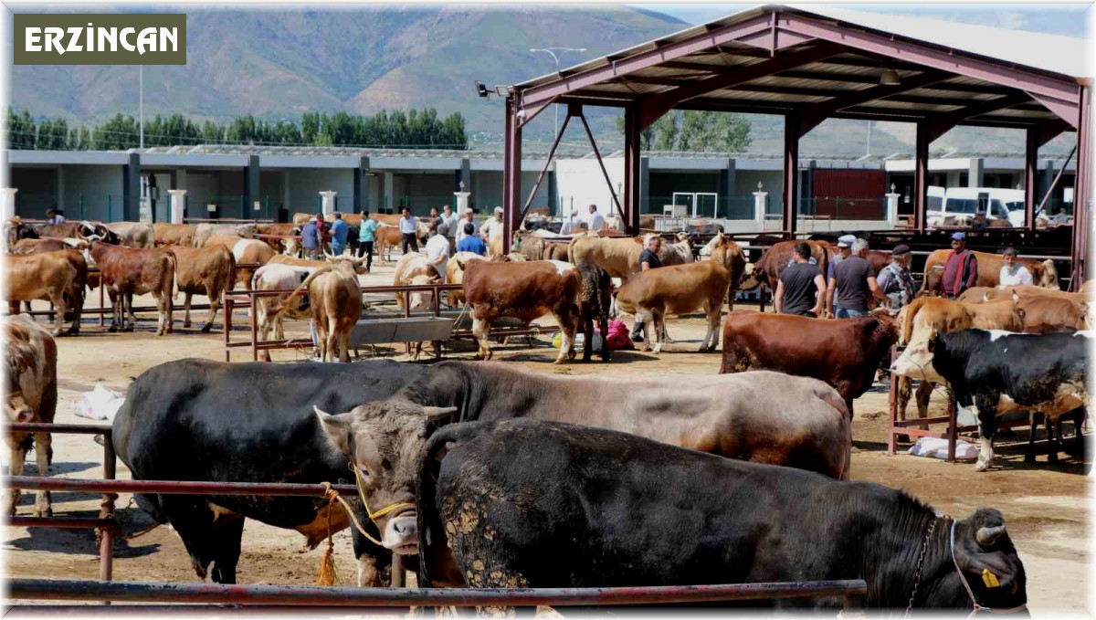 Erzincan'da kurban hareketliliği hız aldı