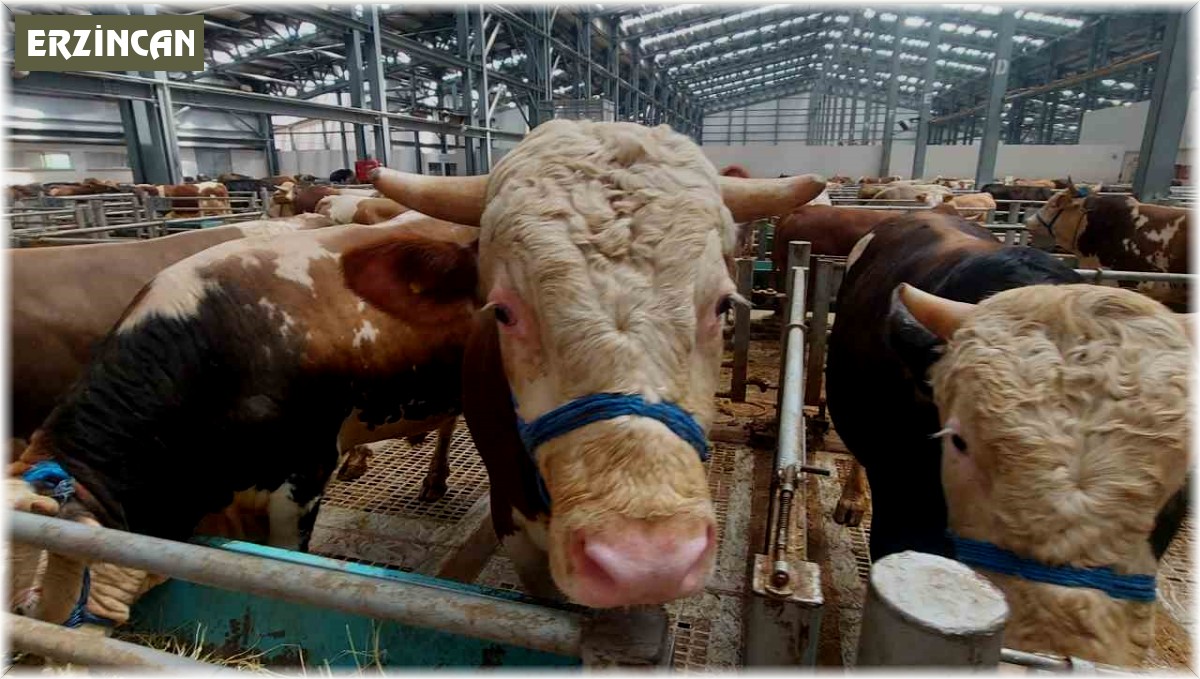 Erzincan'da kurban pazarında hareketlilik başladı