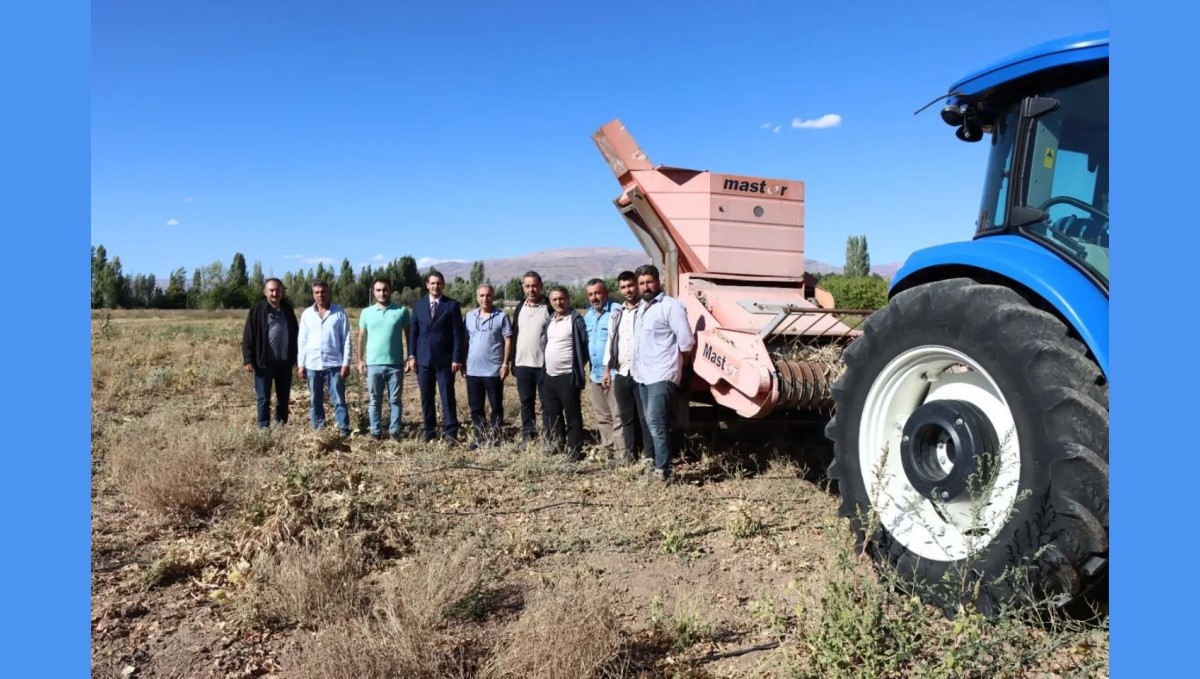 Erzincan'da kuru fasulye hasadı başladı