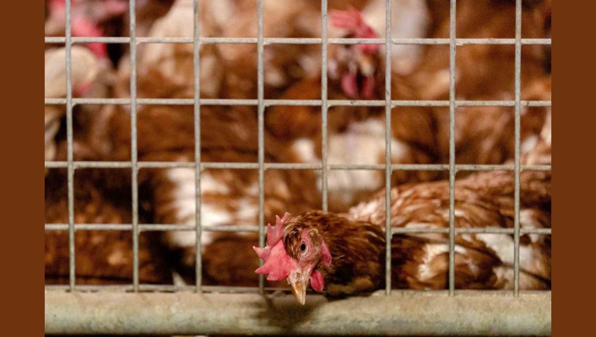 Erzincan'da kuş gribi önlemleri sıkılaştırıldı