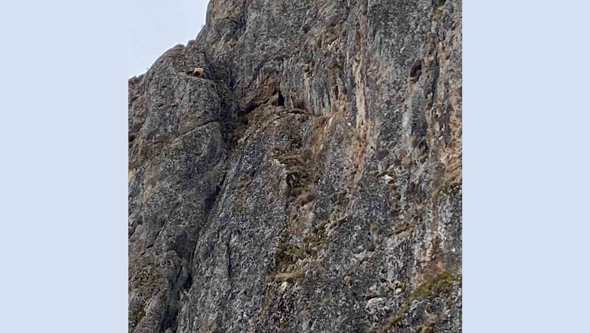 Erzincan'da mahsur kalan keçiler için JAK ve AFAD seferber oldu