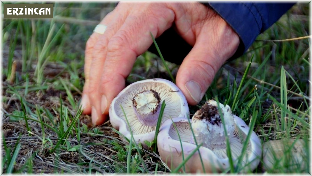 Erzincan'da mantar sezonu başladı