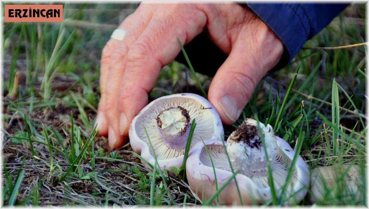 Erzincan'da mantar sezonu başladı