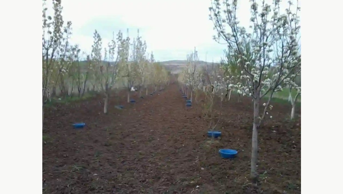 Erzincan'da meyve bahçelerinde baklazınnı mücadelesi
