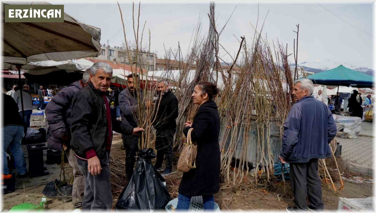 Erzincan'da meyve fidanı satışı başladı