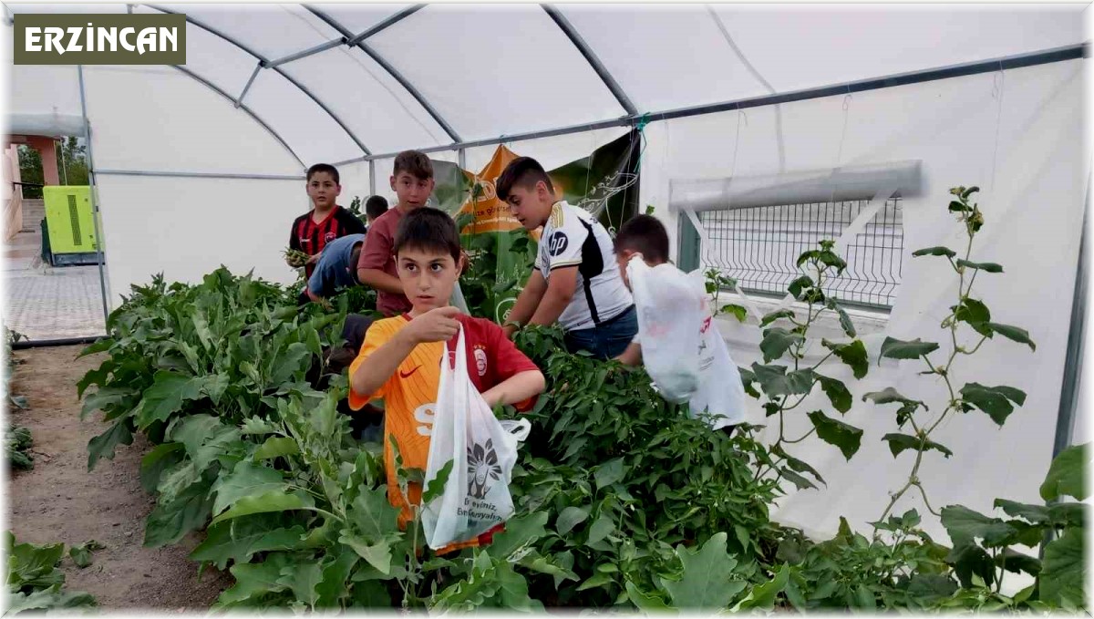 Erzincan'da minik öğrenciler sebze hasadına başladı
