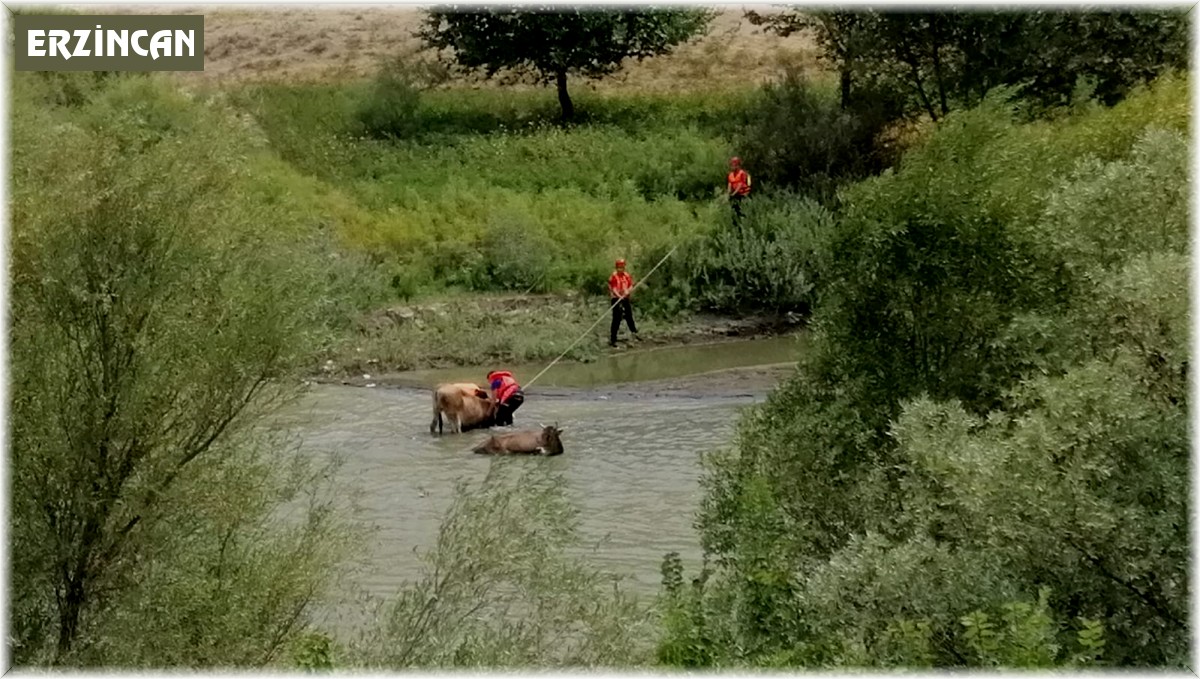 Erzincan'da nehirdeki çamura batan iki ineği AFAD kurtardı