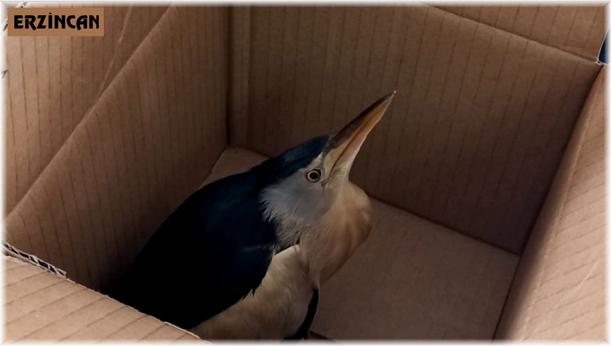 Erzincan'da nesli tükenmekte olan 'balaban kuşu' bulundu