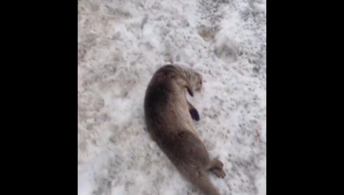 Erzincan'da nesli tükenmekte olan vaşak ve su samuru araç çarpması sonucu telef oldu