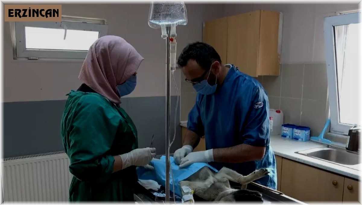 Erzincan'da ocak ayında 56 adet sokak hayvanına kısırlaştırma işlemi yapıldı