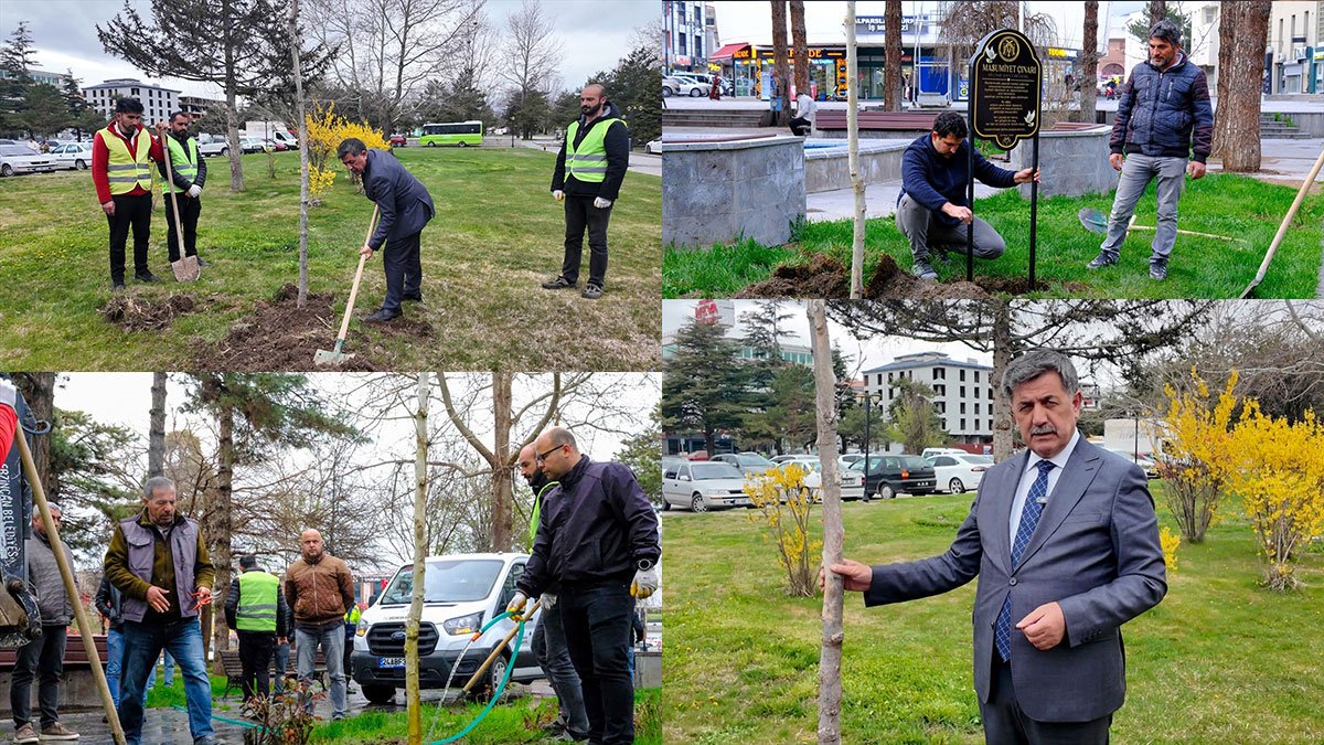 Erzincan'da okul saldırısında yaşamını yitirenler için 2 "masumiyet çınarı" dikildi