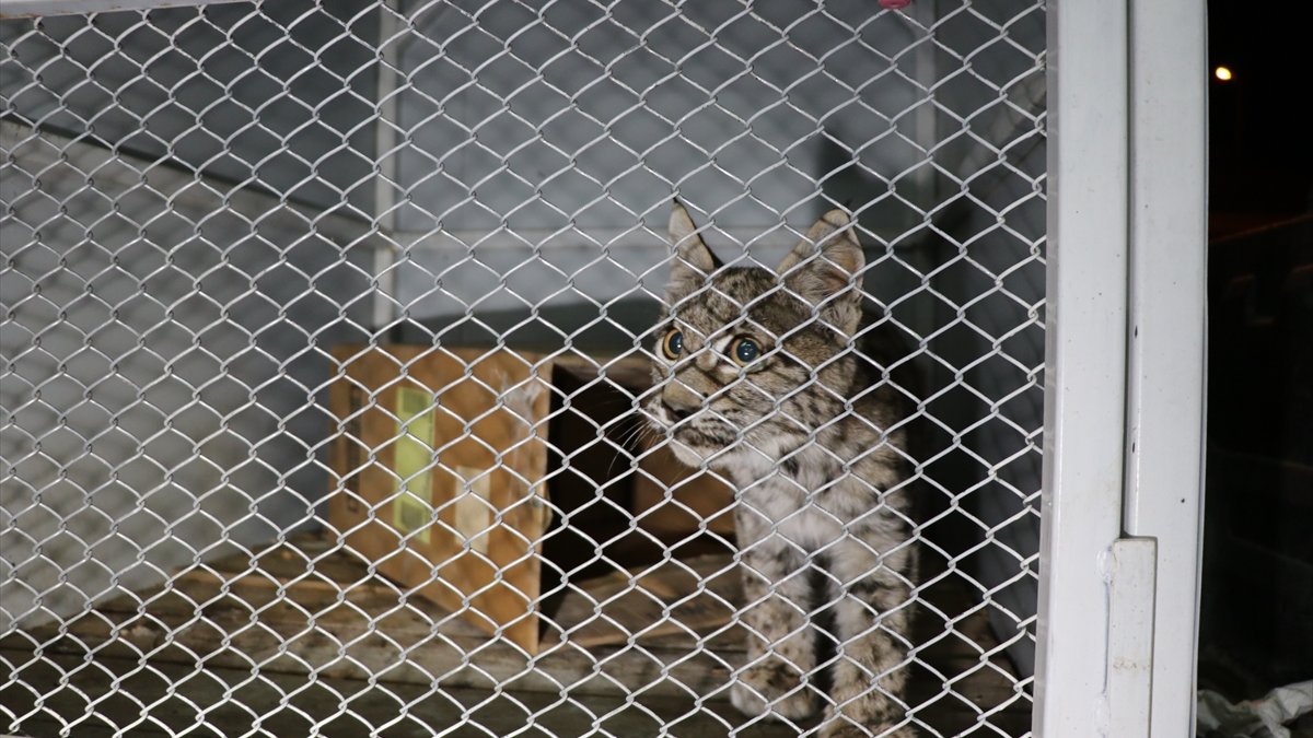 Erzincan'da parkta vaşak yavrusu bulundu