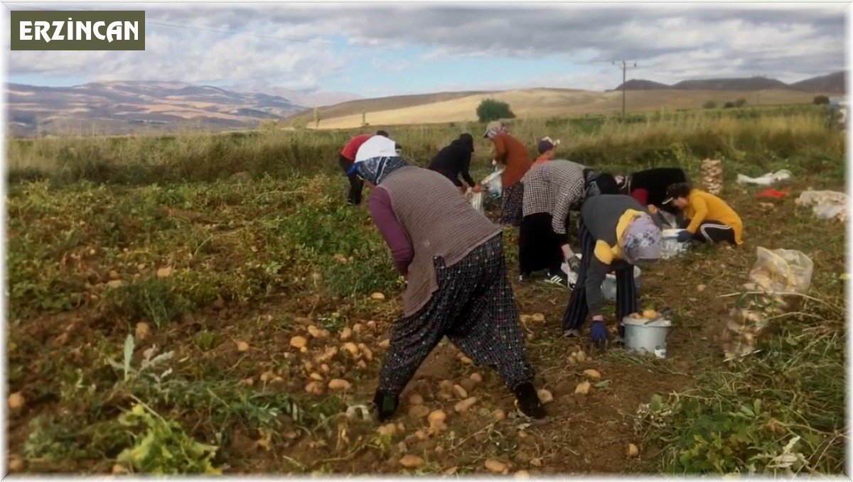 Erzincan'da patates hasadı başladı