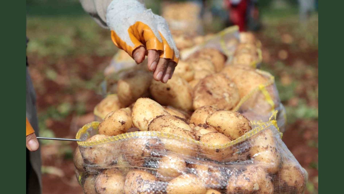 Erzincan'da patates hasadı başladı