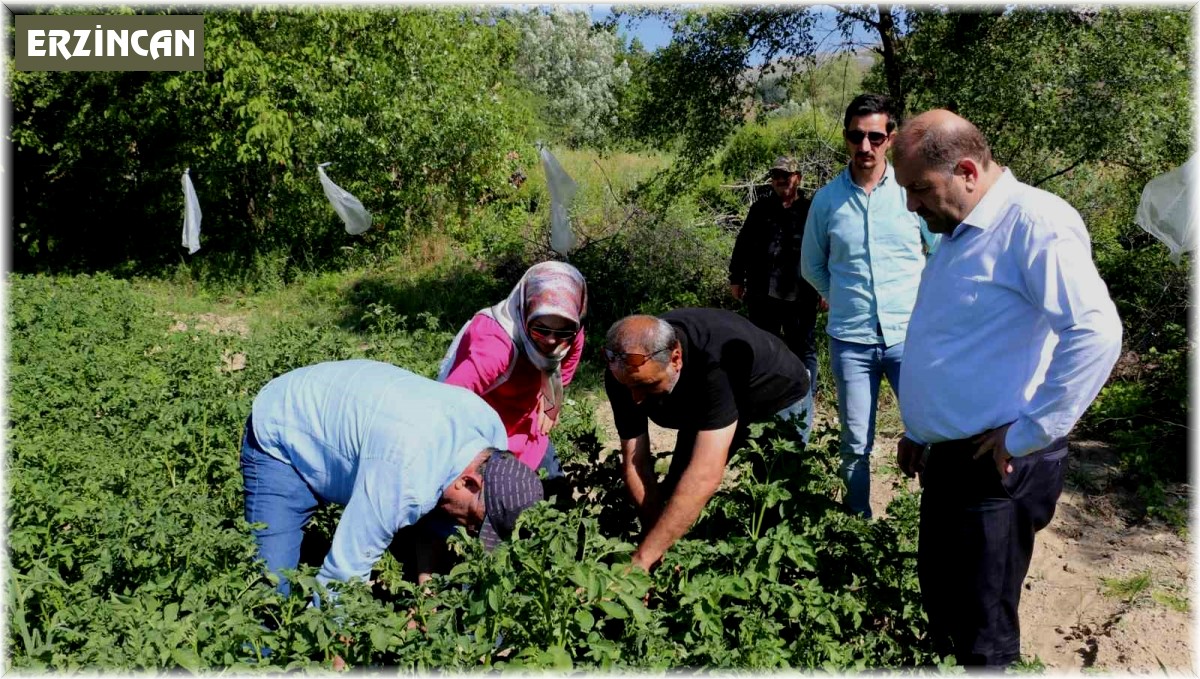 Erzincan'da patates üretimi devlet eliyle yaygınlaşıyor