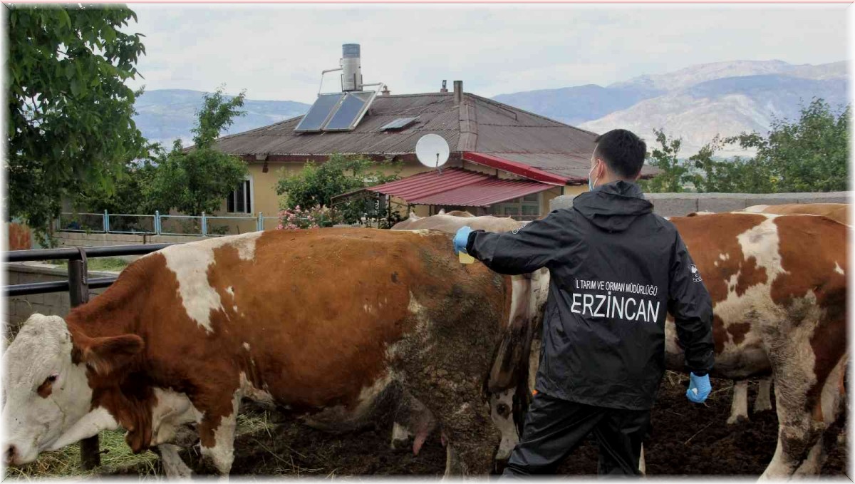 Erzincan'da salgın hastalıklara karşı hayvan aşılamaları sürüyor