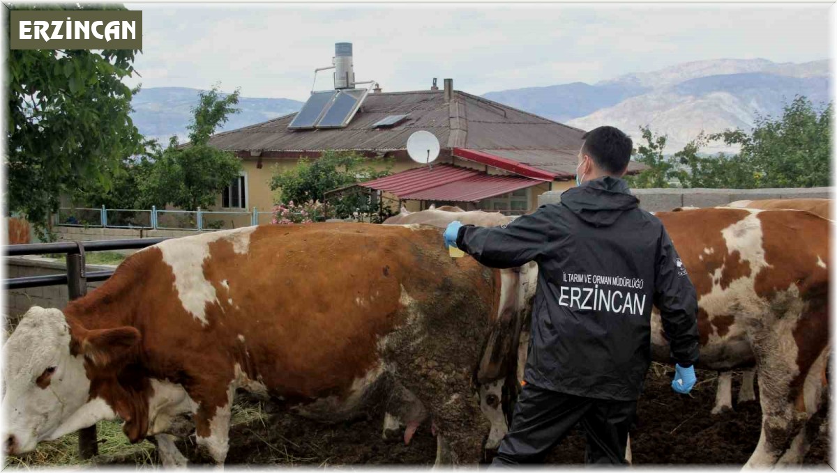 Erzincan'da şap aşılama programı başlatıldı