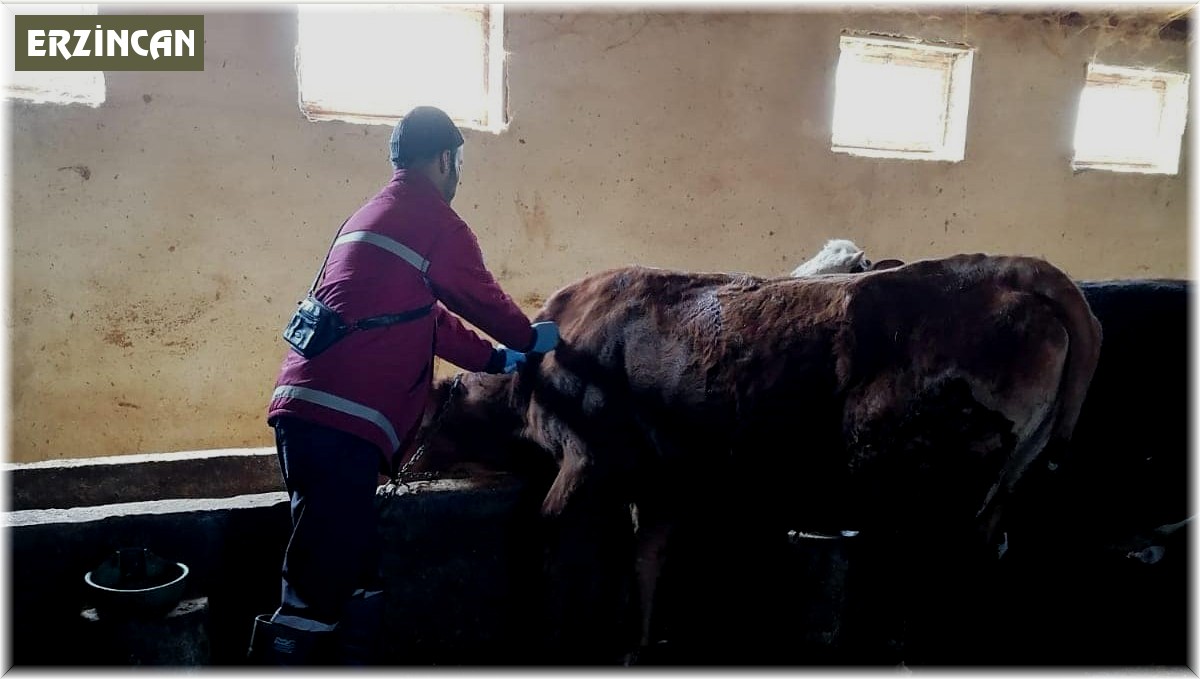 Erzincan'da şap hastalığıyla mücadele sürüyor