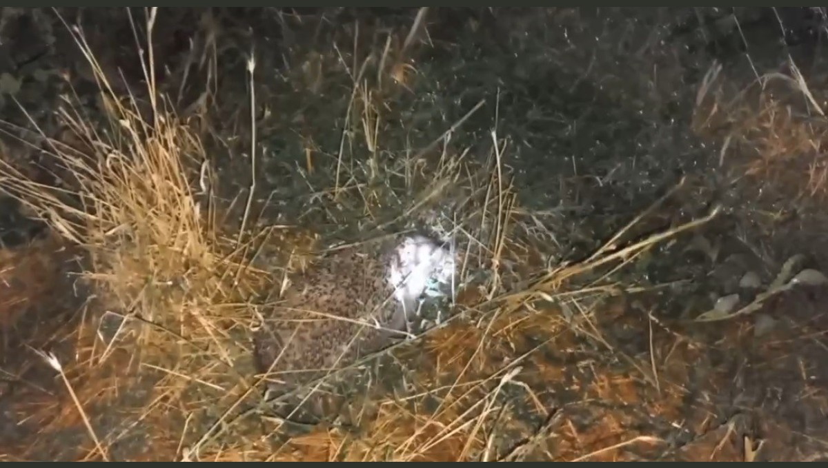 Erzincan'da şaşırtan olay: Civcivleri yiyen tilki değil kirpi çıktı