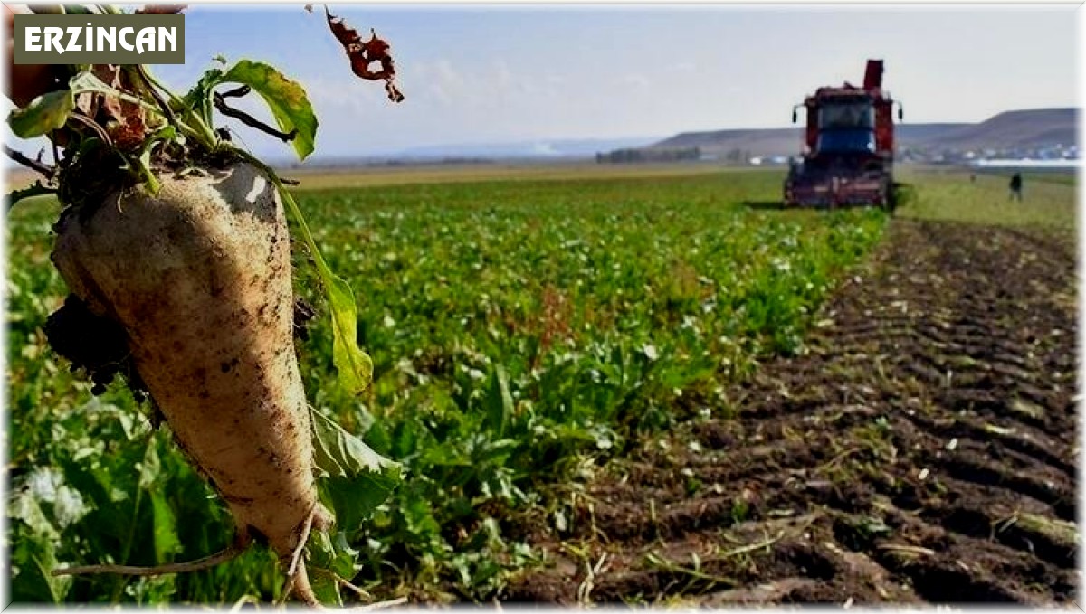 Erzincan'da şeker pancarı hasatı başladı