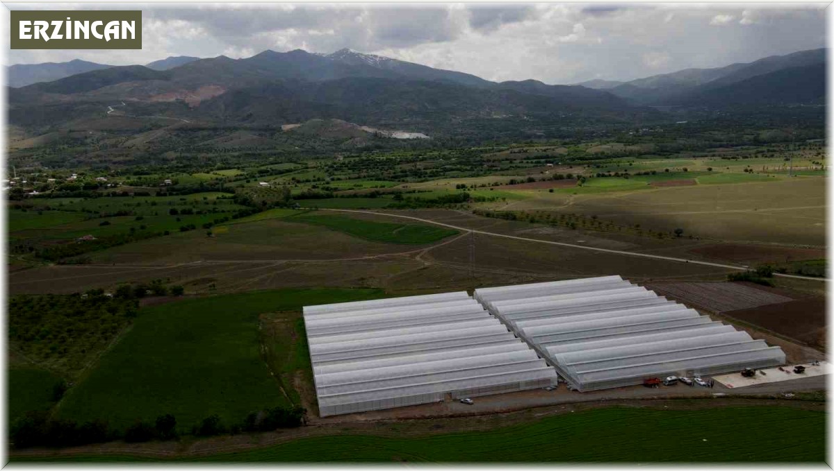 Erzincan'da seracılık sektörü, yeni kurulan seralarla büyüyor