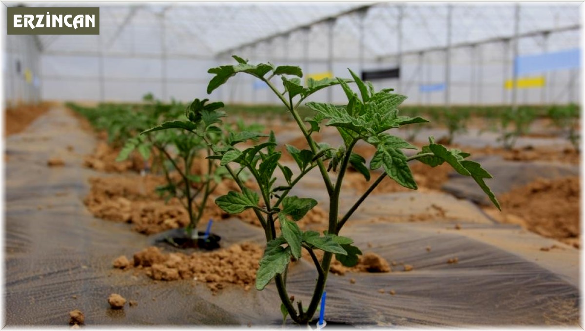 Erzincan'da seracılık yapacak çiftçilere devletten destek