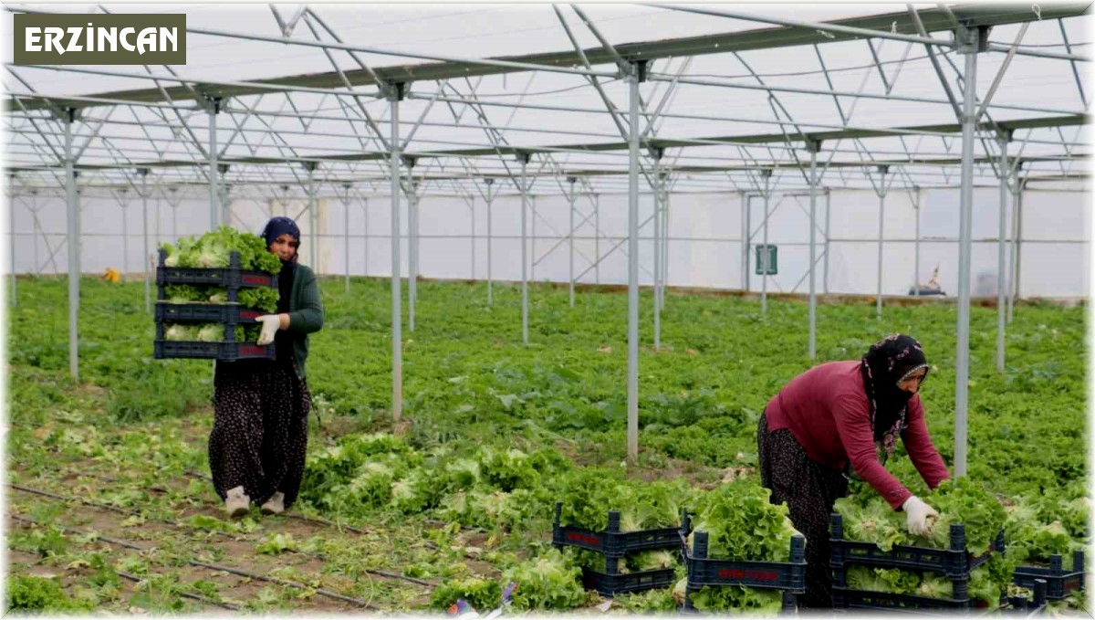 Erzincan'da seralarda marul hasadı sürüyor