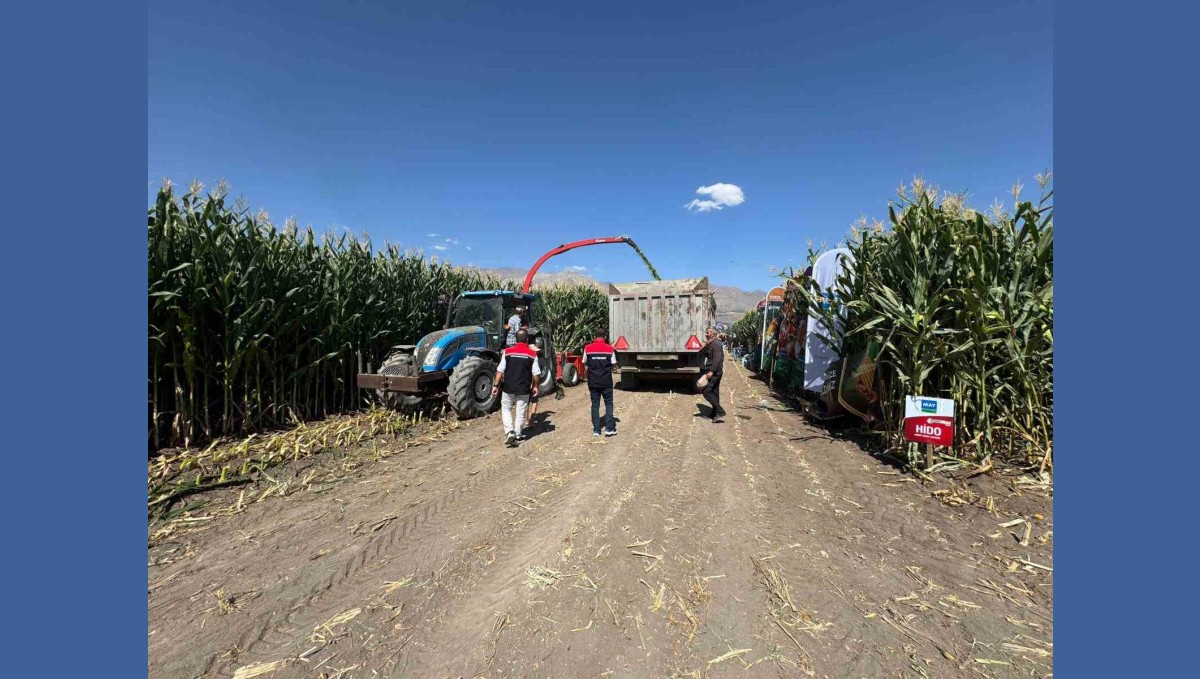 Erzincan'da silajlık mısırın hasadı sürüyor