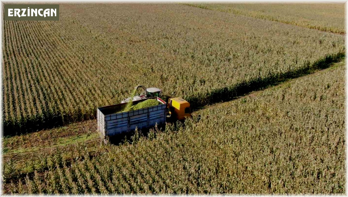 Erzincan'da silajlık mısırın hasadı yapılıyor