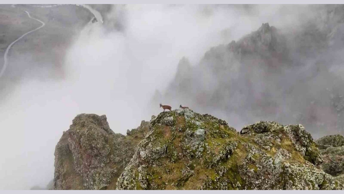 Erzincan'da sis bulutları içerisinde dağ keçileri