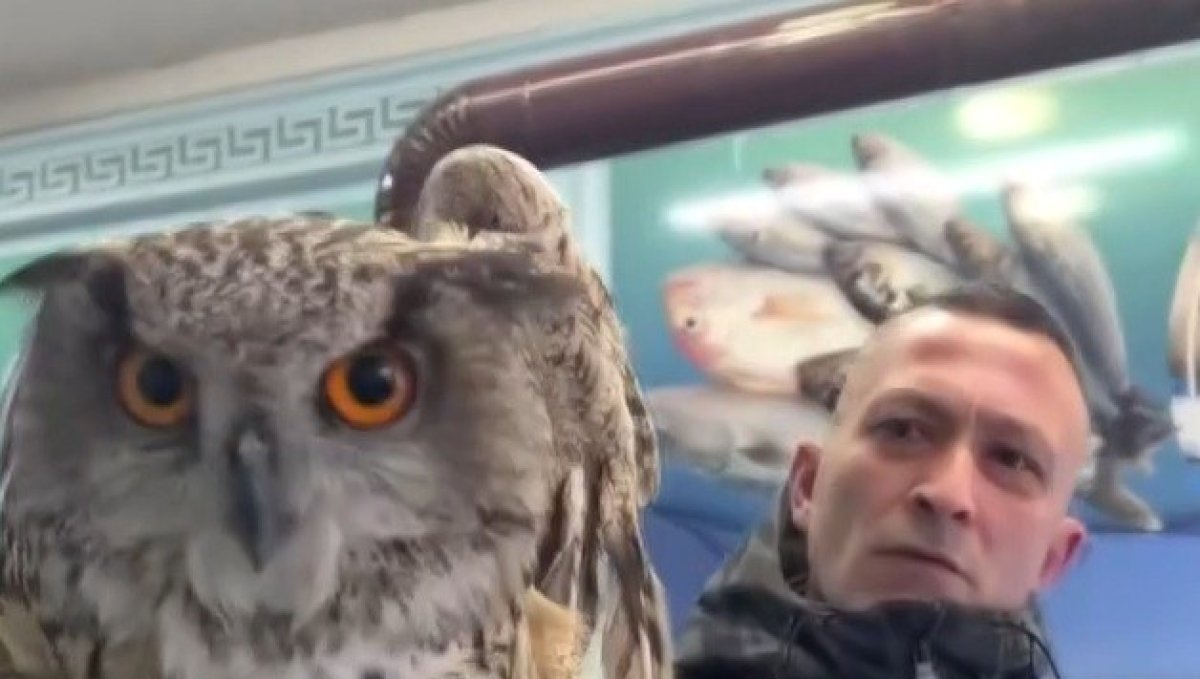 Erzincan'da soğuktan bitkin düşen baykuş vatandaşların duyarlılığıyla kurtarıldı