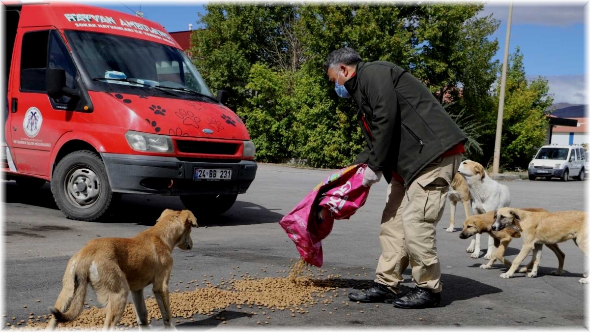 Erzincan'da sokak hayvanları için besleme çalışması yapıldı