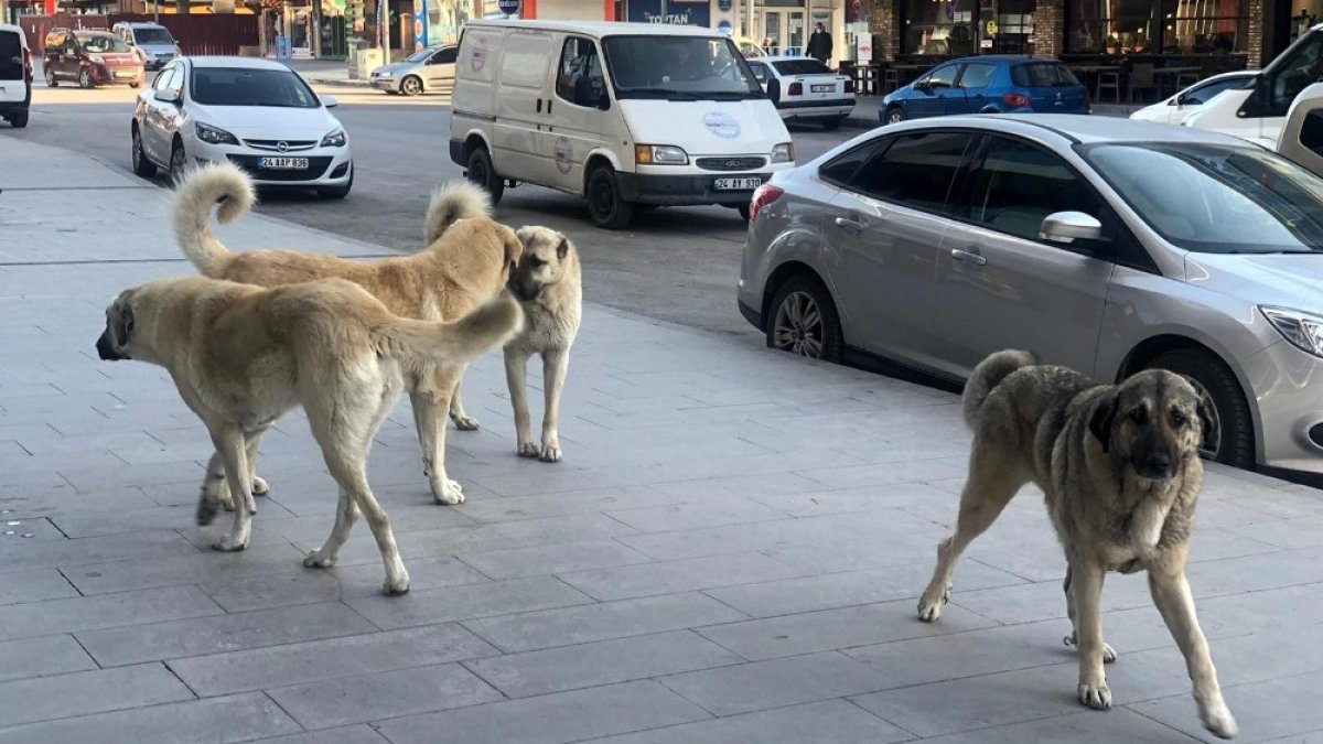 Erzincan'da sokak köpekleri tehlike saçıyor