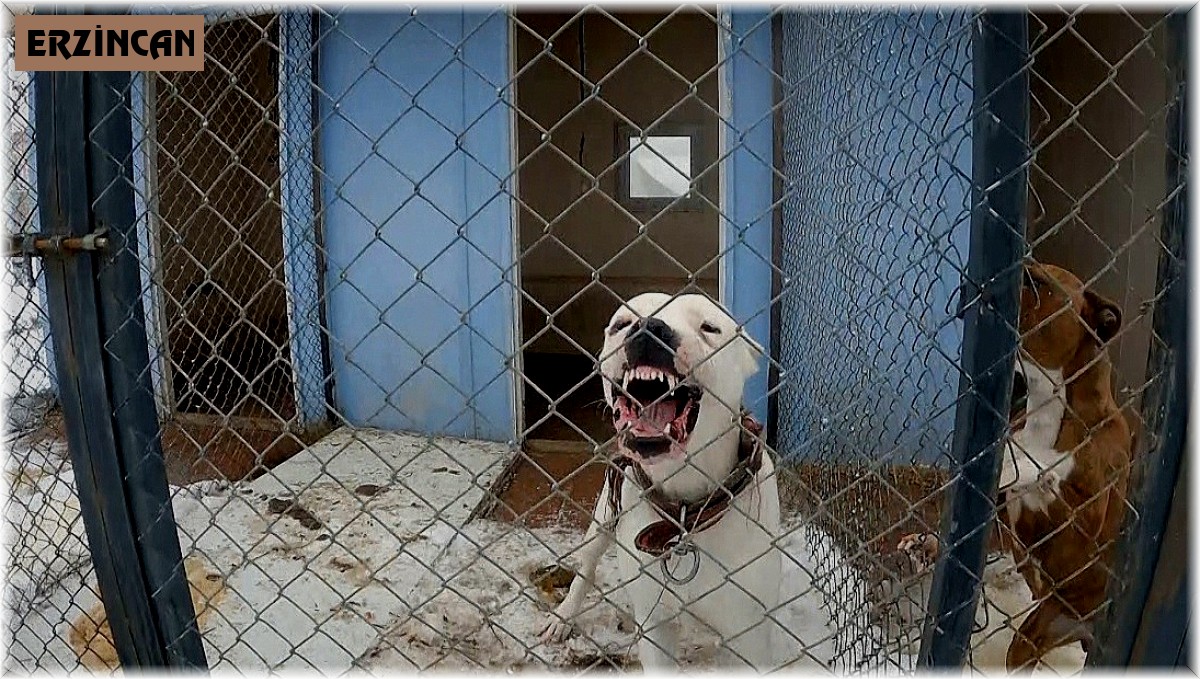 Erzincan'da sokak köpekleri toplanarak barınağa yerleştirildi