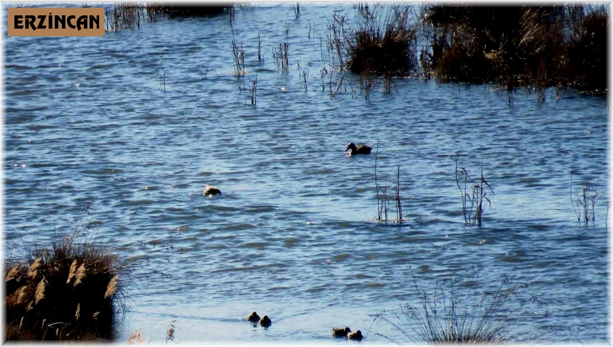Erzincan'da su kuşu sayımı yapıldı