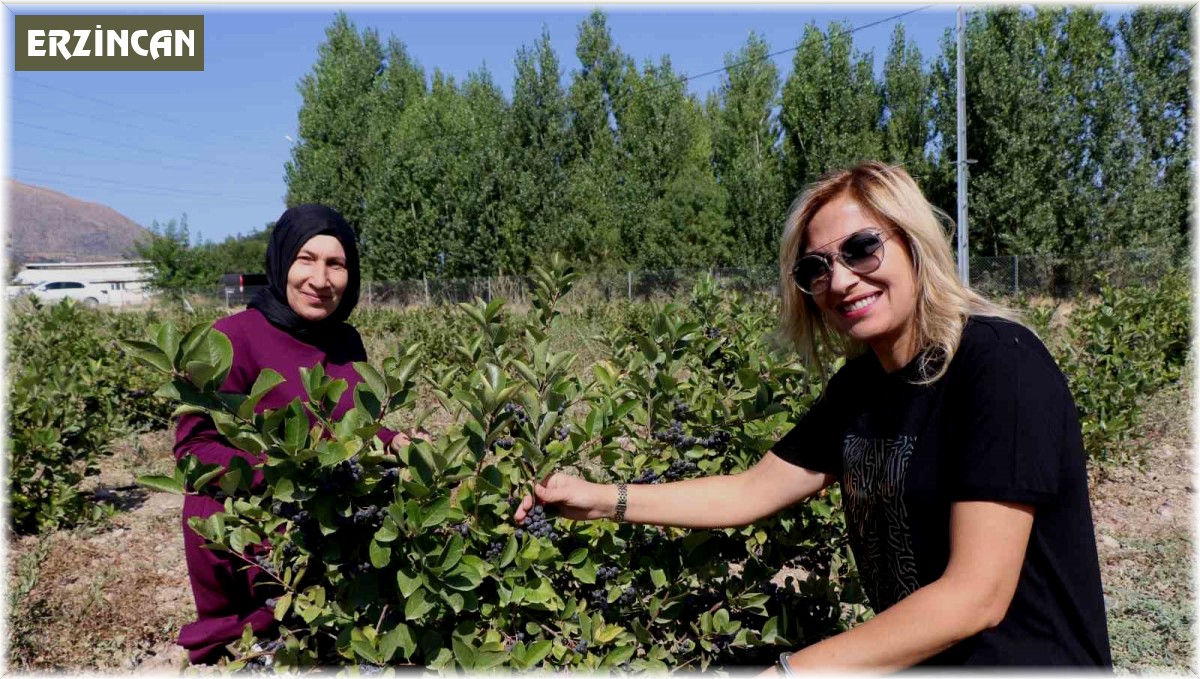 Erzincan'da "Süper meyve" bahçesi kuran ziraat mühendisi kadın "ilk hasat" heyecanı yaşadı