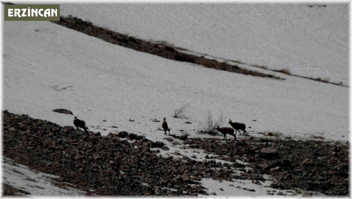 Erzincan'da, sürü halindeki şamualar görüntülendi