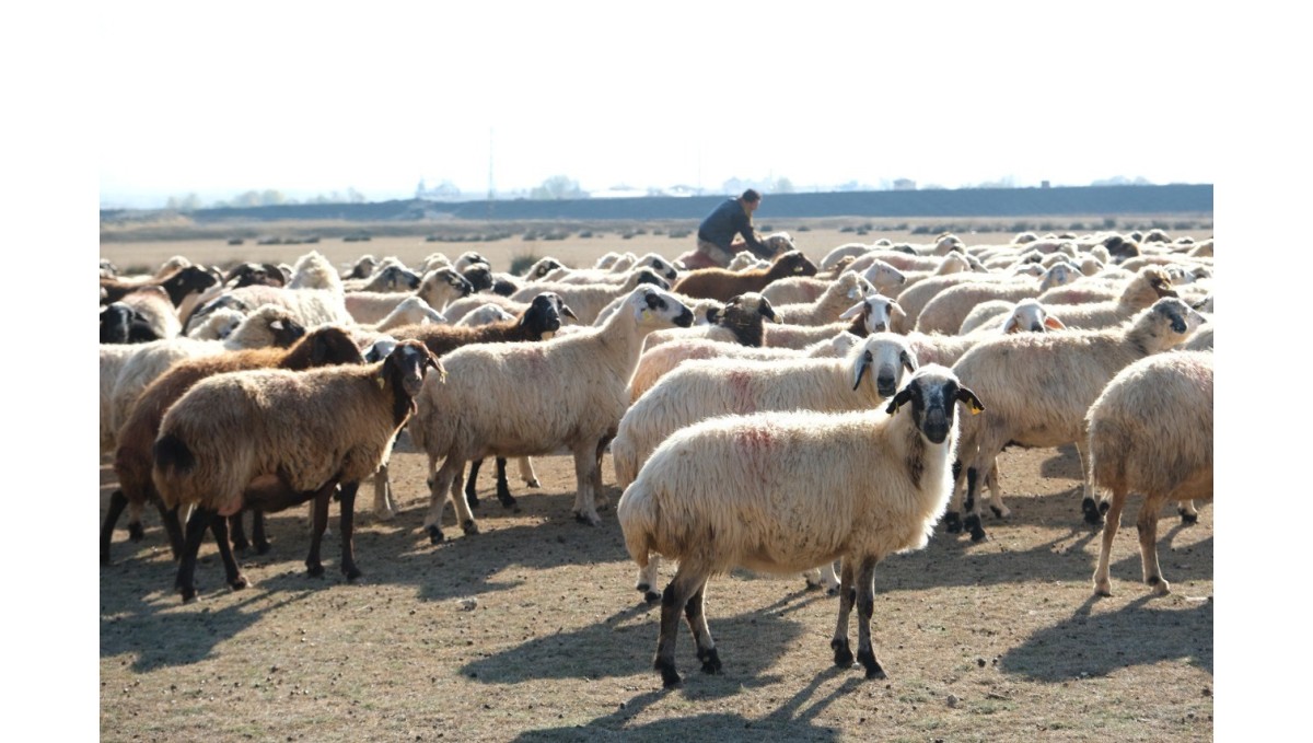 Erzincan'da sürüler merada