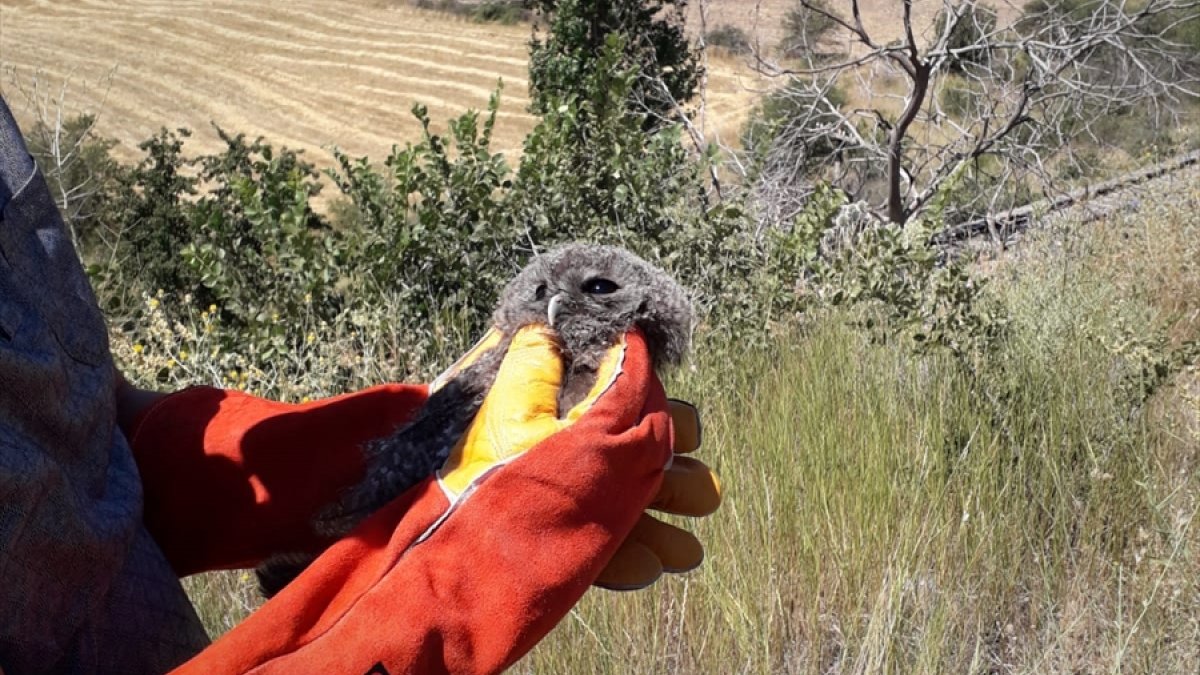 Erzincan'da tedavi edilen baykuş yavrusu doğaya bırakıldı