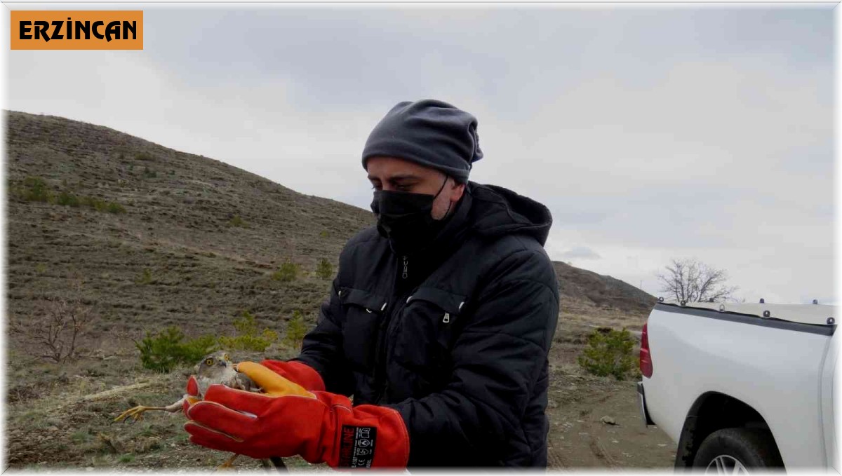 Erzincan'da tedavisi tamamlanan atmaca özgürlüğe kanat açtı