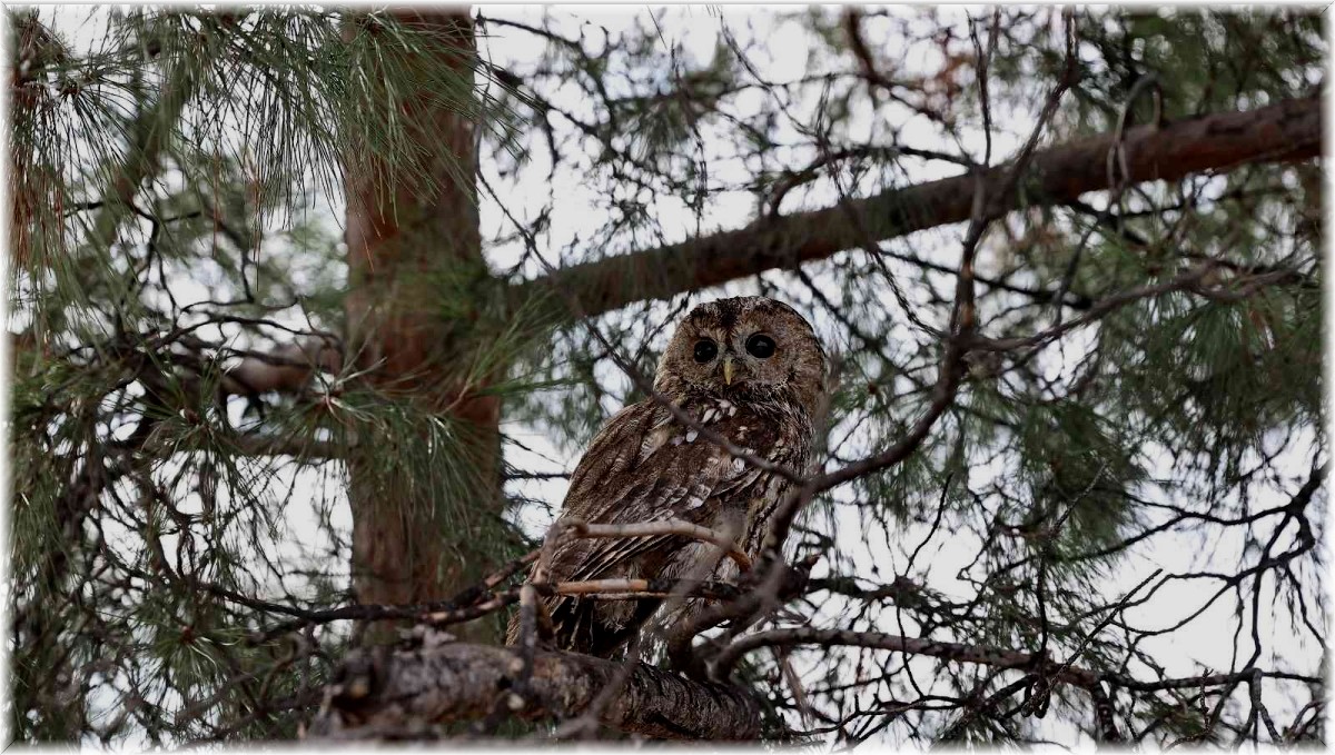 Erzincan'da tedavisi tamamlanan baykuş doğaya salındı